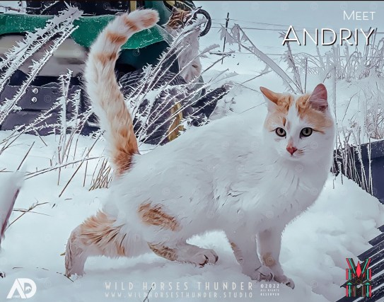 Meet Andriy – another beautiful wild tom cat