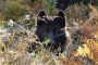 Confirmed Wolf Depredations in Wallowa County April 22 and 25