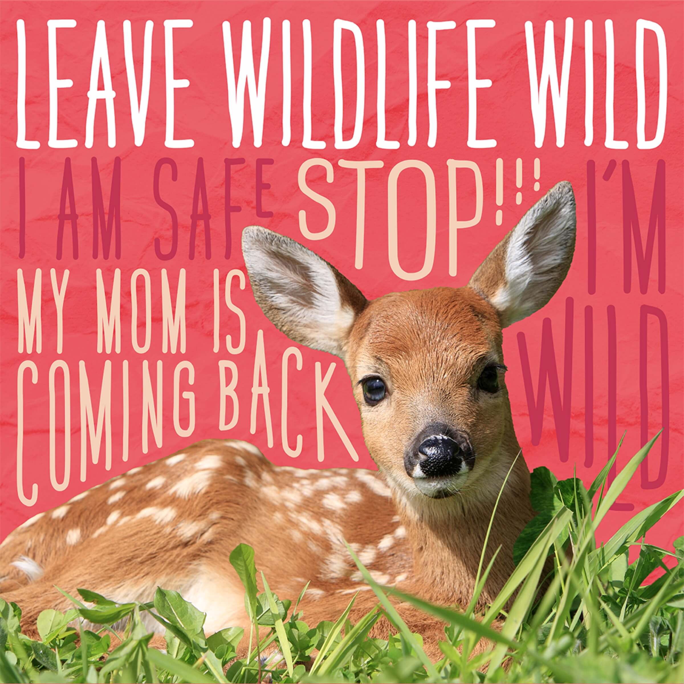 ODFW – Don’t kidnap young wildlife and take away their best chance of survival