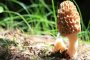 2024 Mushroom Picking Season is Here and Free within Personal-use Limits